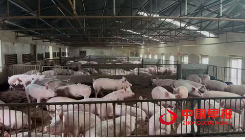 解码吉林省厚德经贸有限公司种猪场的“无抗密码”(图4)